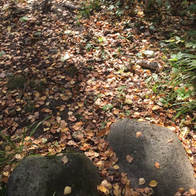 Detox, Höst, Cleanse